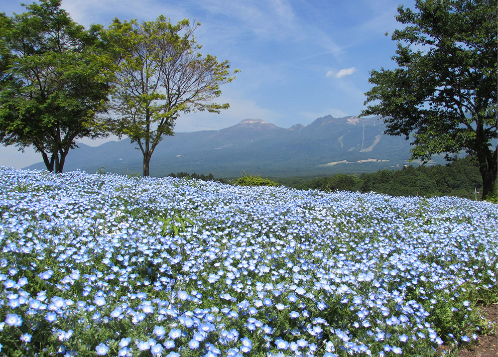 Spring Begins with tulips,
Followed by Nemophila and Iceland Poppies