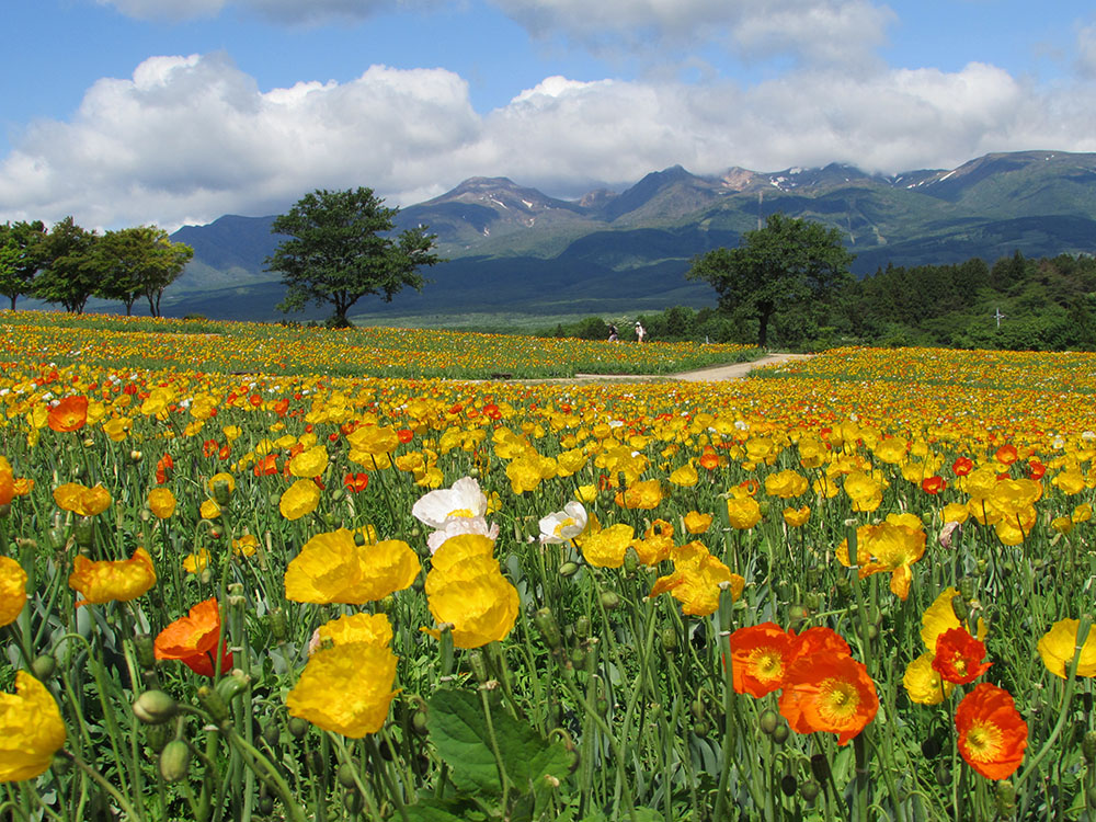 Iceland poppies 