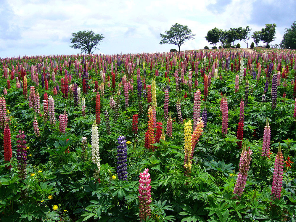The best time to see the lupines is from mid-May to mid-June.