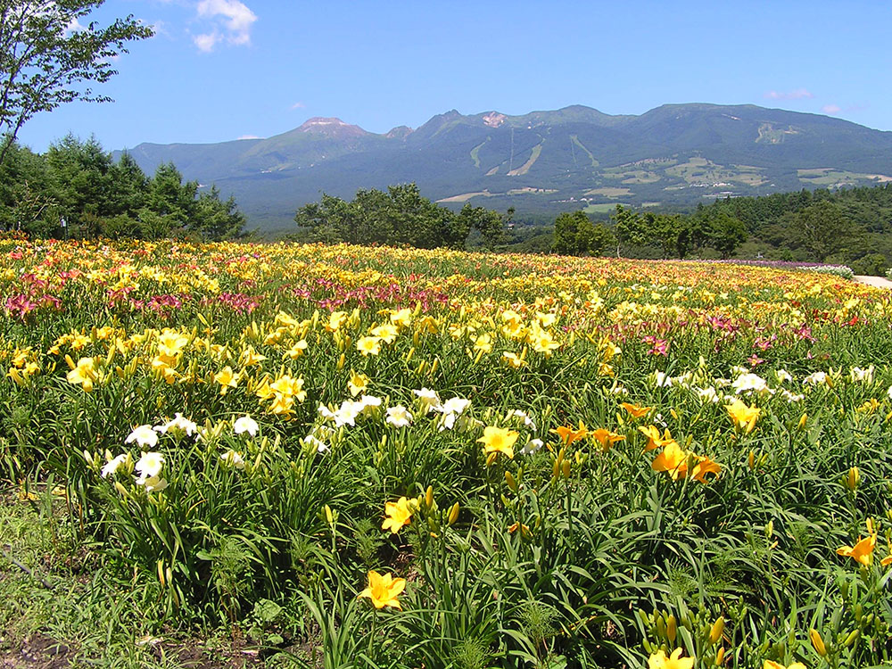 In July, the lilies reach their peak bloom. 