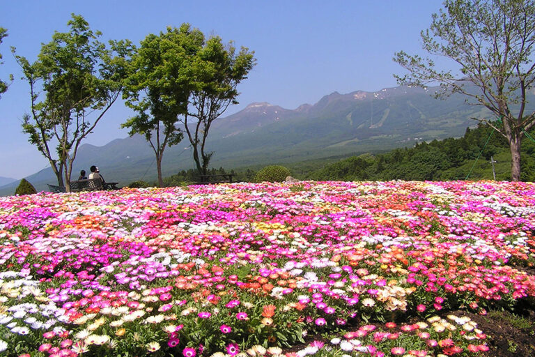 Nasu Flower World―Breathtaking Fields of Blossoms