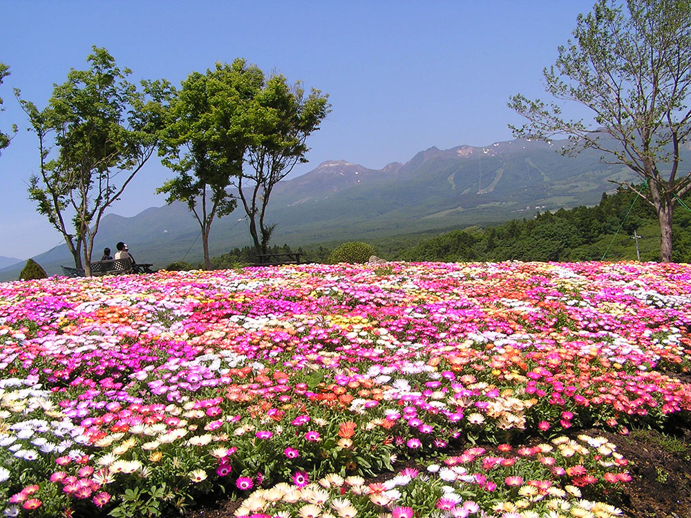 Nasu Flower World―Breathtaking Fields of Blossoms