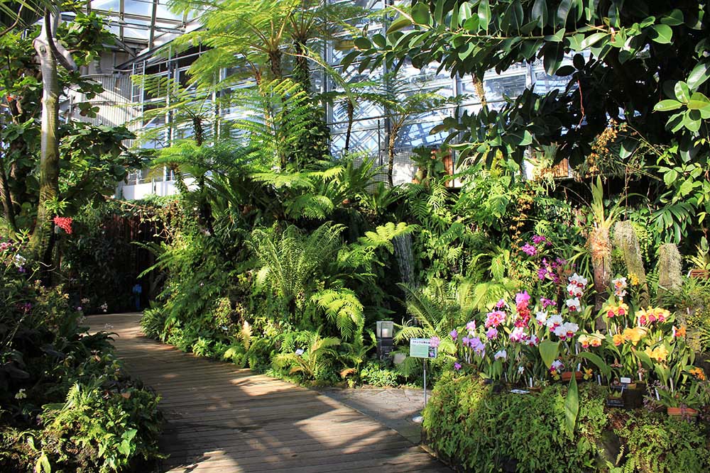 The Tropical Rainforest Plant Room 