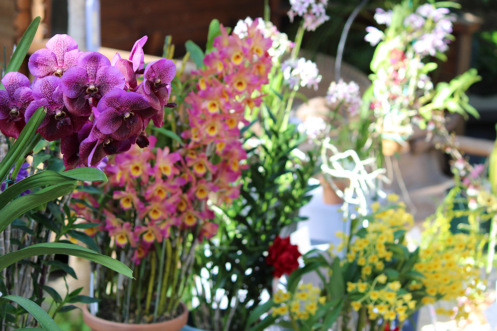 Seasonal Exhibitions Year-Round
Join Hands-On Workshops Too!


At Sakuya Konohana Kan, seasonal special exhibitions are held throughout the year, which is one reason it attracts many repeat visitors. Every March, the Spring Orchid Exhibition showcases around 200 varieties. Centered on the main stage in the first-floor Flower Hall, visitors can admire numerous orchids lovingly cultivated by members of the Osaka Orchid Society. Alongside this exhibition, cultivation workshops and guided tours are offered, and approximately 2,000 orchid plants are available for purchase.