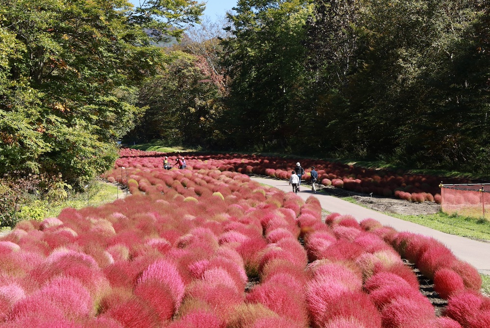 TAMBARA KOCHIA GARDEN Open