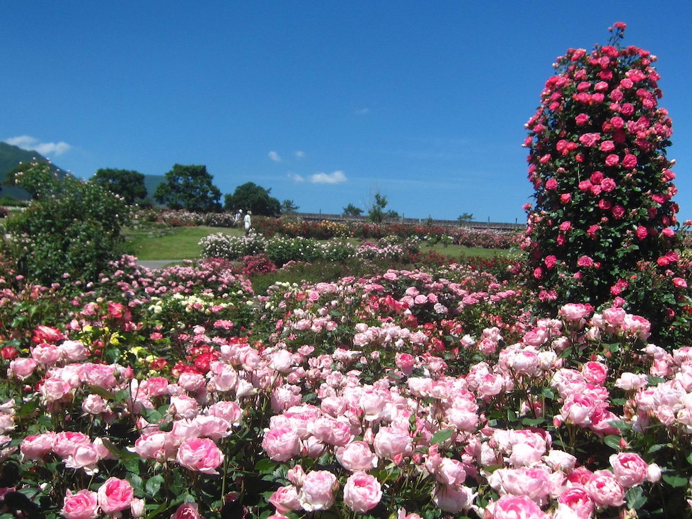 “Autumn Flower Festa” at KUJU FLOWER PARK