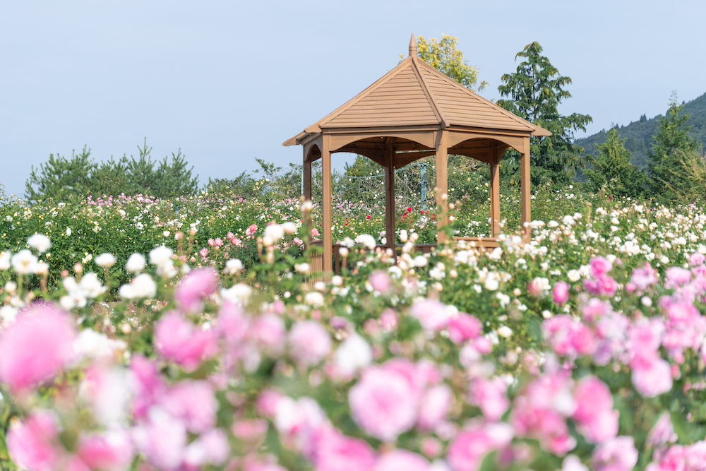 “Rose & Flower Garden” at SORA NO HANABATAKE in SERAKOGEN HANA NO MORI