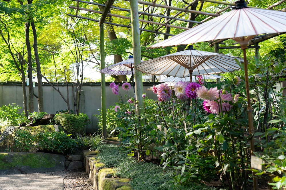 “Special Festival – Autumn Dahlia Garden” at UENO TOSHOGU PEONY GARDEN