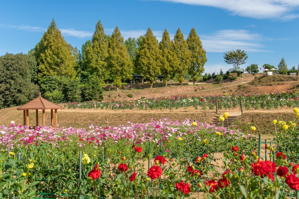 “Dahlia and Garden Mom Festival” at SERA KOGEN FARM