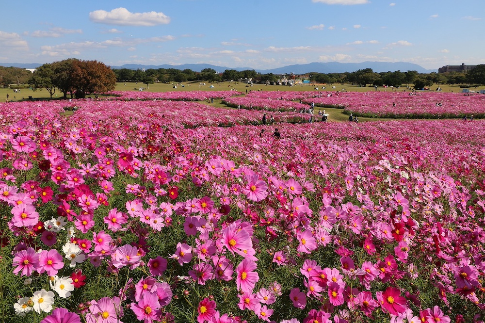 “Flower Festival 2025” at UMINONAKAMICHI SEASIDE PARK