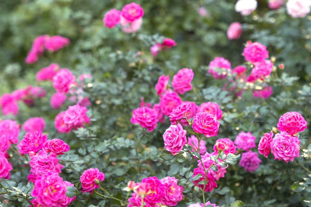 “Autumn Festival 2025” at SHIKINOKAORI ROSE GARDEN