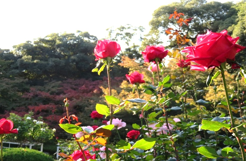 “Autumn Leaves and Roses, Japanese and Western Autumn” at KYU FURUKAWA GARDENS
