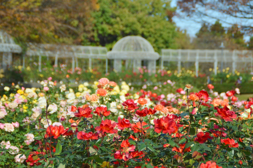 “Autumn Rose Festa” at ODAWARA FLOWER GARDEN