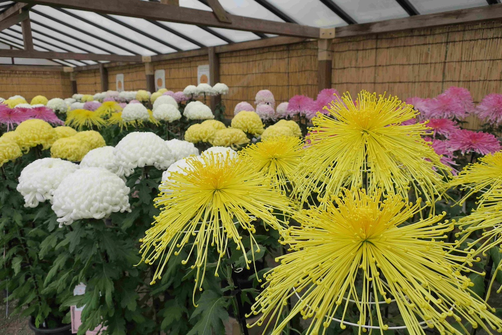 “Chrysanthemum Exhibition” at SANKEIEN GARDEN