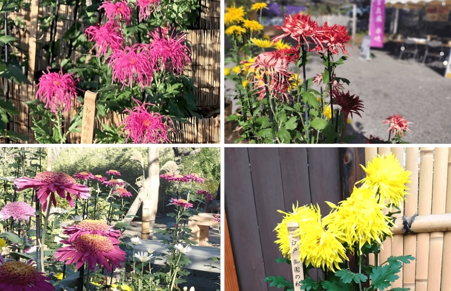 “Chrysanthemums Adorn the Edo Hanayashiki” at MUKOJIMA-HYAKKAEN GARDENS