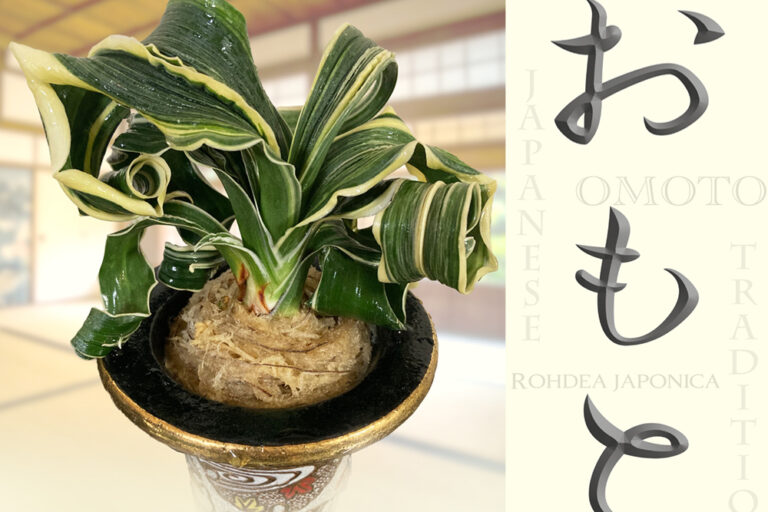 Omoto (Rohdea japonica): Exploring the Winter Beauty of a Traditional Japanese Foliage Plant