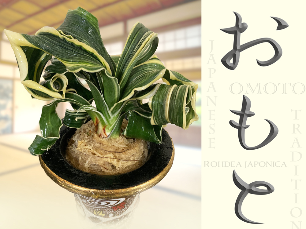 Omoto (Rohdea japonica): Exploring the Winter Beauty of a Traditional Japanese Foliage Plant