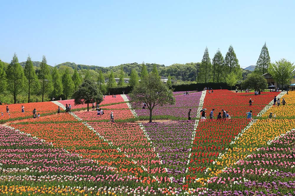 Sera Kogen Farm: An Unforgettable Experience in a Breathtaking Flower Field