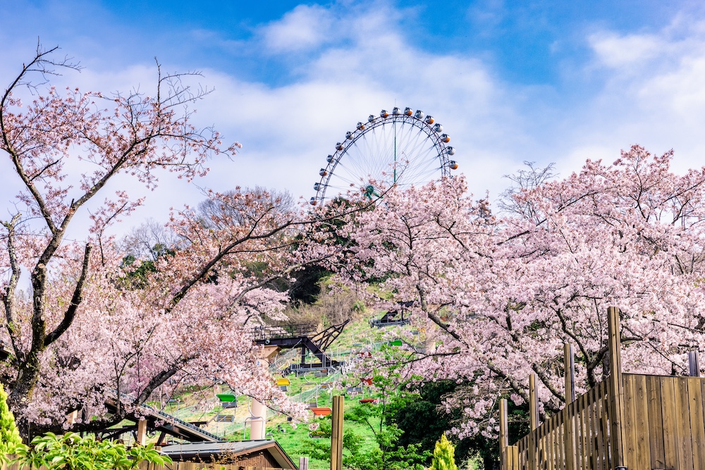 “Sagamiko Sakura Festival” at SAGAMIKO MORI MORI