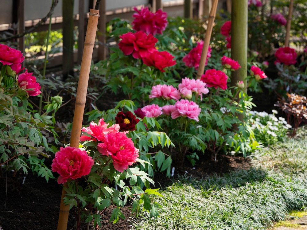“The 47th Ueno Toshogu Spring Peony Festival” at UENO TOSHOGU PEONY GARDEN