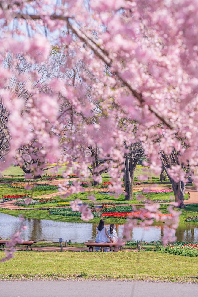 Flower Festival 2026″ at SHOWA KINEN PARK