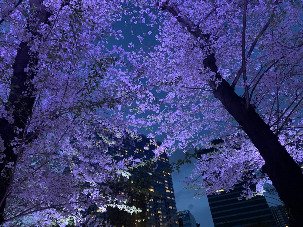 “Nighttime Cherry Blossom Illumination” at SHINJUKU CHUO PARK
