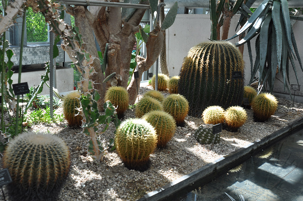 152 varieties of succulents