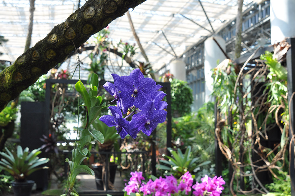 collection of plants from tropical and subtropical regions