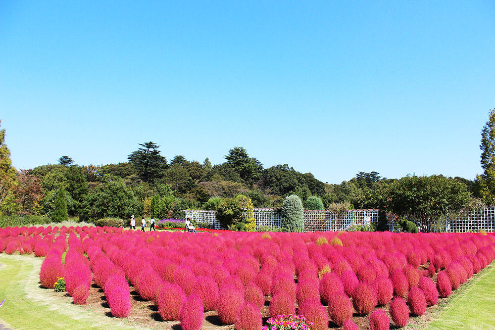 mass plantings of kochia