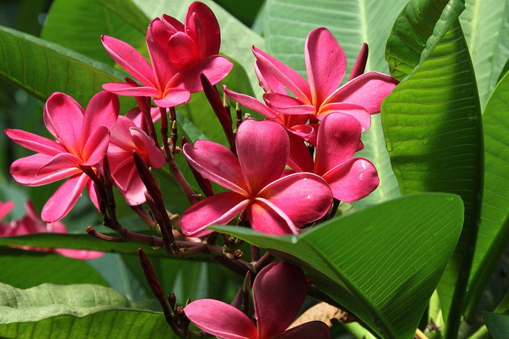 The garden features approximately 700 species of plants.