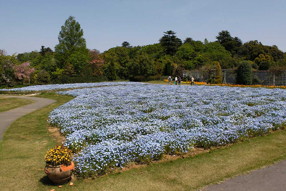 From mid to late April, a mass planting of approximately 5,400 pots of nemophila comes into peak bloom