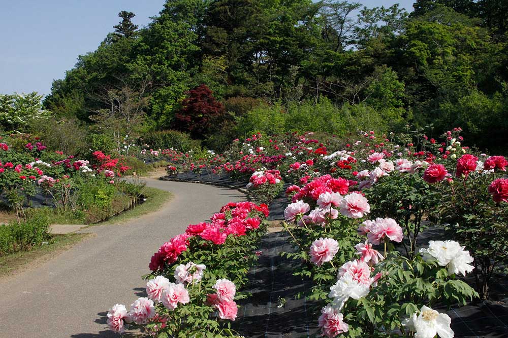 peonies also reach their peak