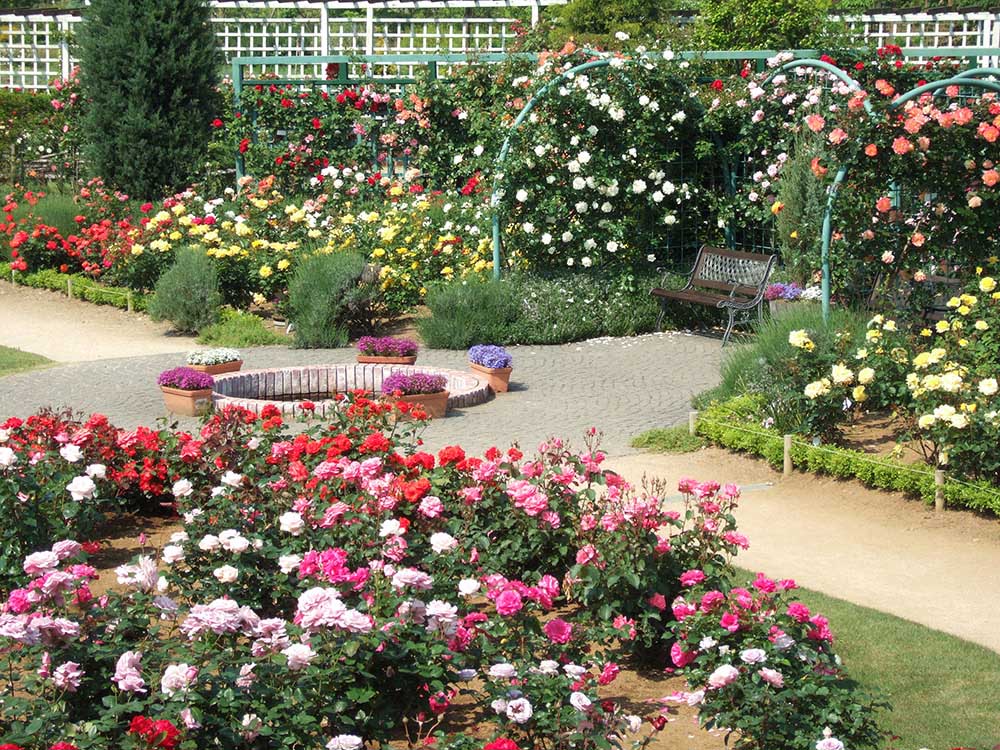 From mid-May to mid-June, the roses take center stage