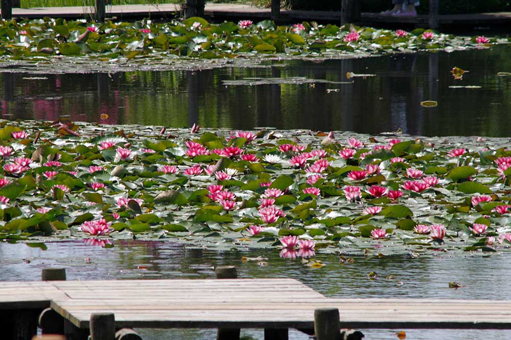 Early-summer blooms and Water Lilies
Autumn color with Kochia and Salvias
