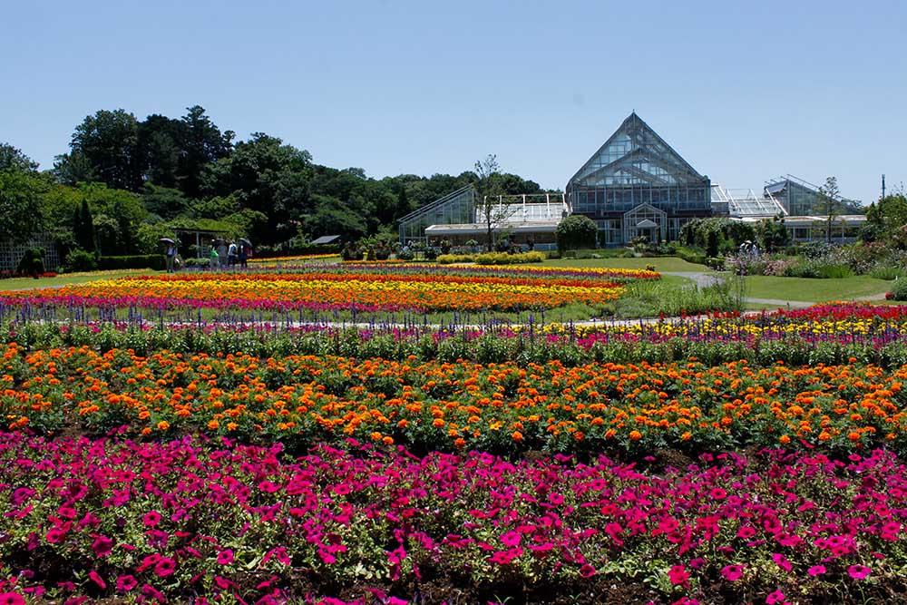 colorful summer blooms