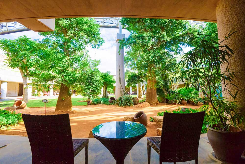 the corridor featuring five African baobab trees