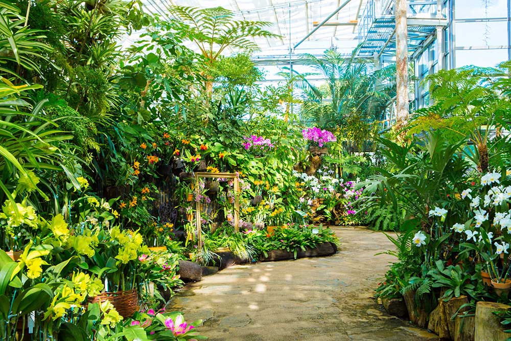 Cattleya Greenhouse