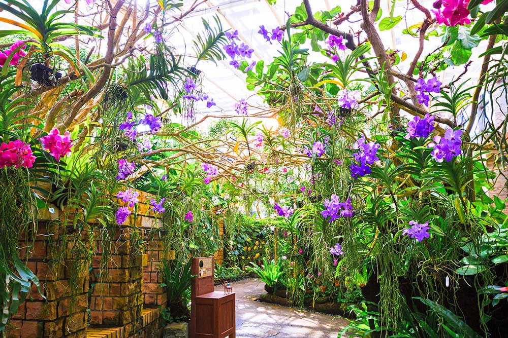 The Vanda Greenhouse