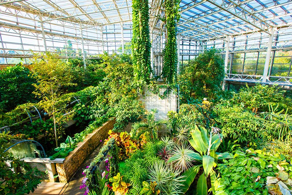The Tropical Fruit Greenhouse
