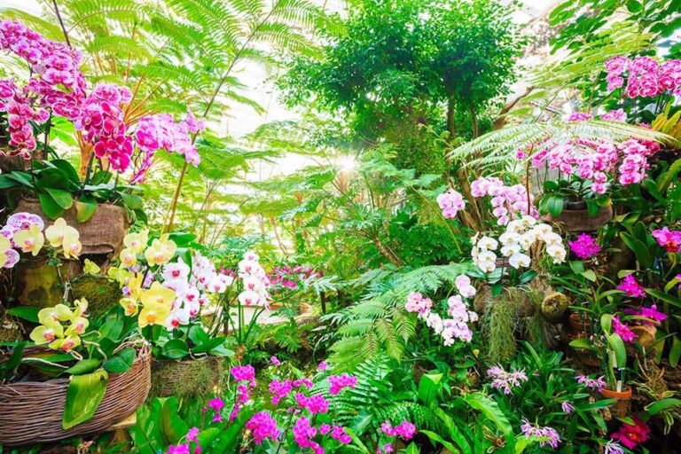 Discover Tropical Blooms at Okinawa Ocean Expo Park Tropical Dream Center