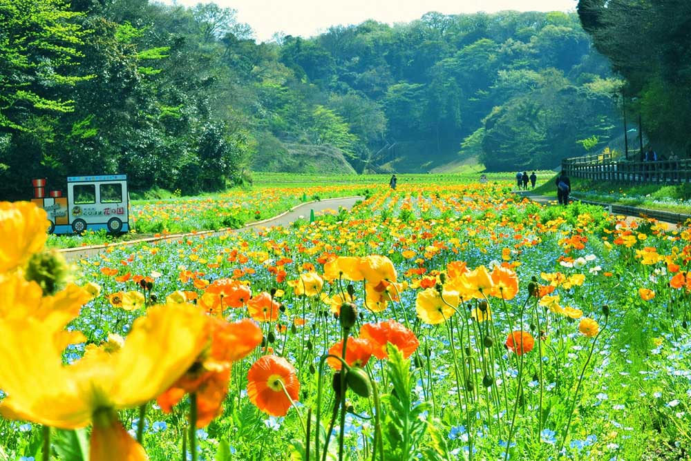 Breathtaking Flower Fields
Against a Satoyama Backdrop