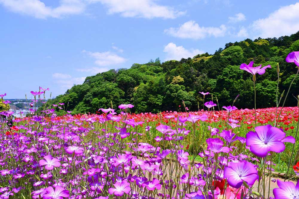 cosmos
