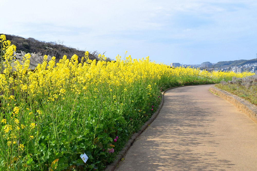 Seasonal Flower Fields from Early to Late Spring
A Floral Destination Worth Visiting Again and Again