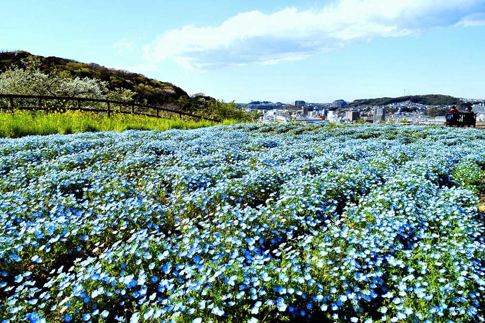 beautiful display of nemophila