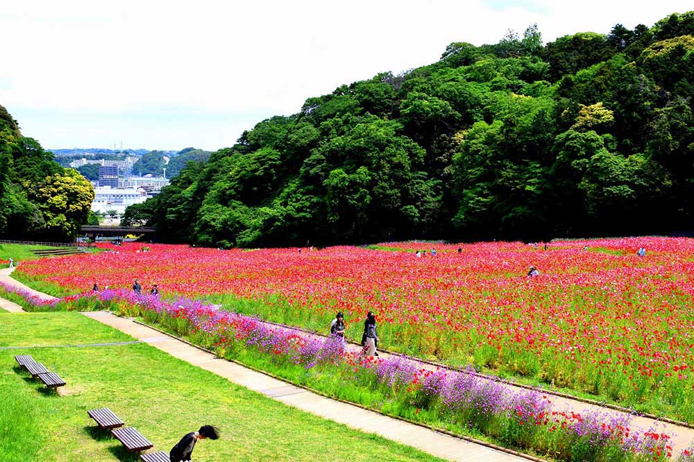 spectacular poppy fields