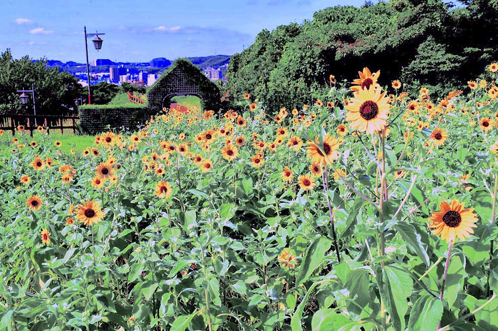 more than 60,000 sunflowers burst into bloom