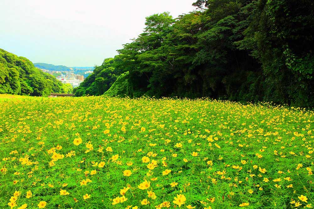 one million cosmos flowers