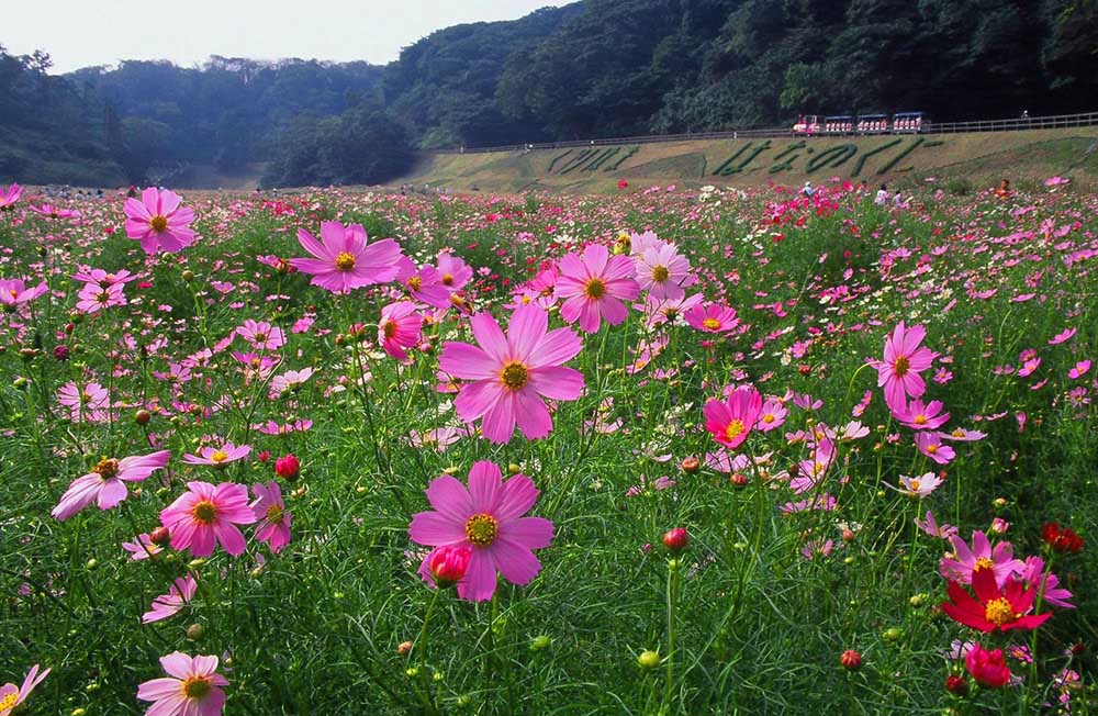 Cosmos ‘Sensation’