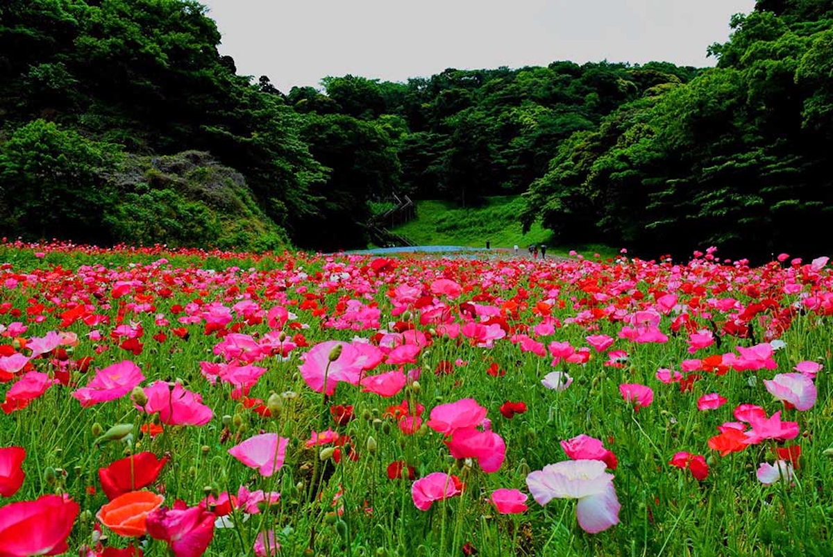 Discover the Stunning Flower Fields of Kurihama Flower Park
