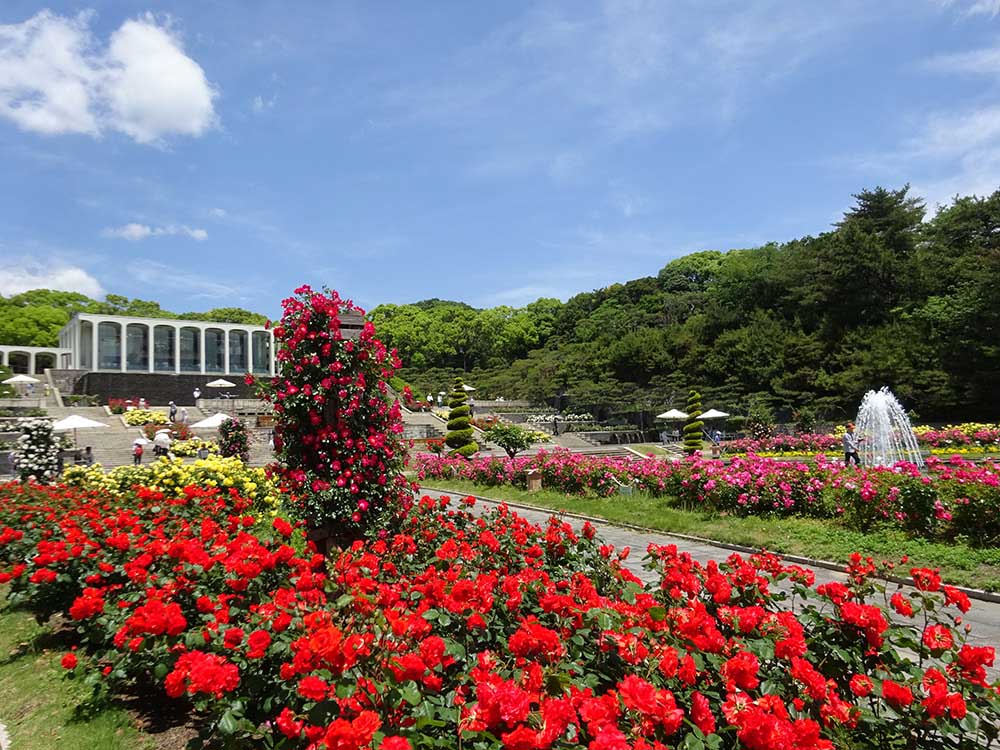 Best Time to Visit the Rose Garden of Royalty: 
Mid–Late May & Late Oct.–Nov.
